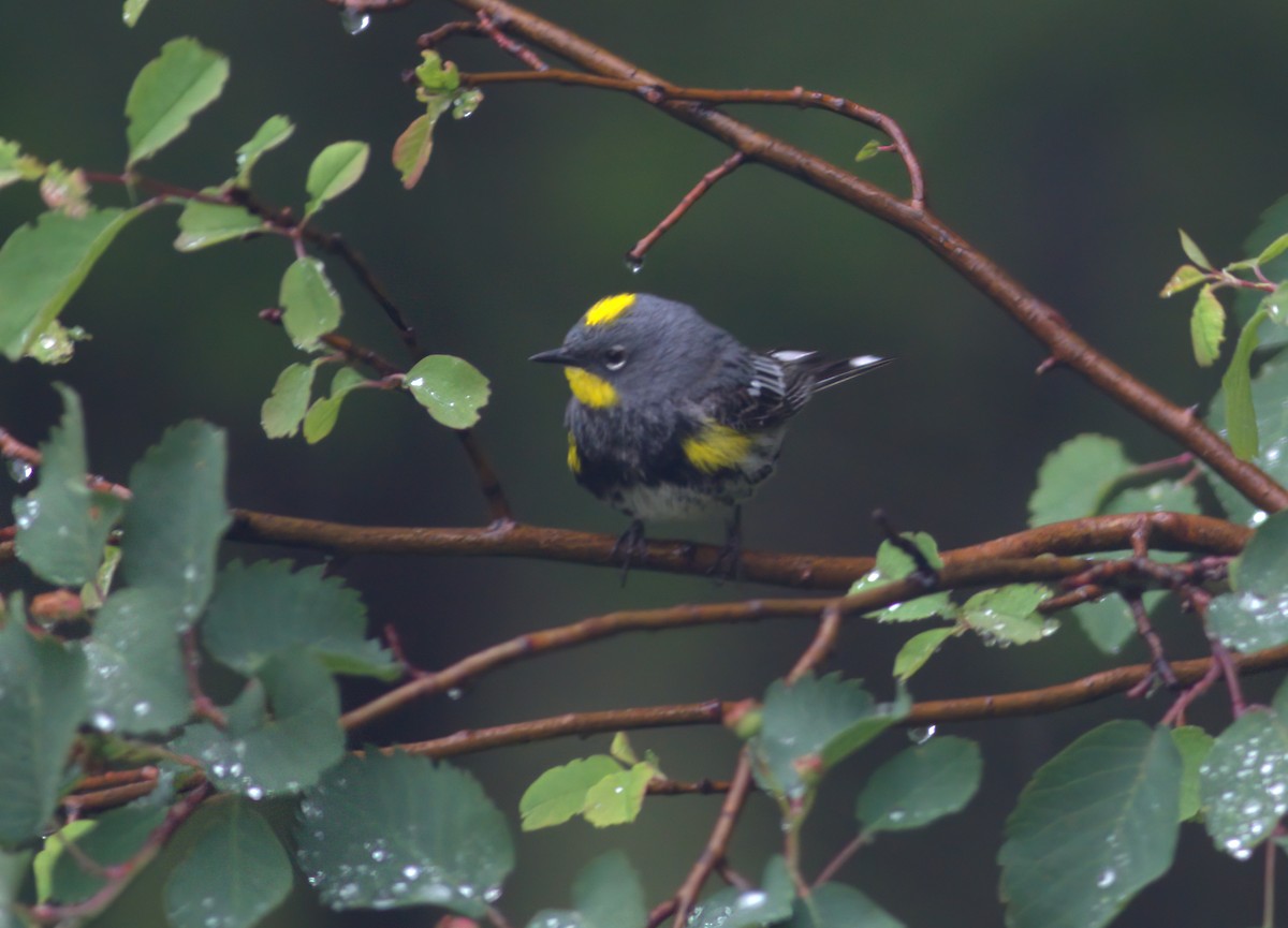 Миртовый певун (auduboni) - ML644536443