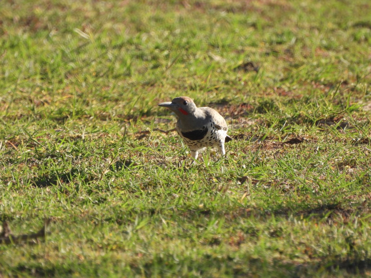 datel zlatokřídlý - ML644536445