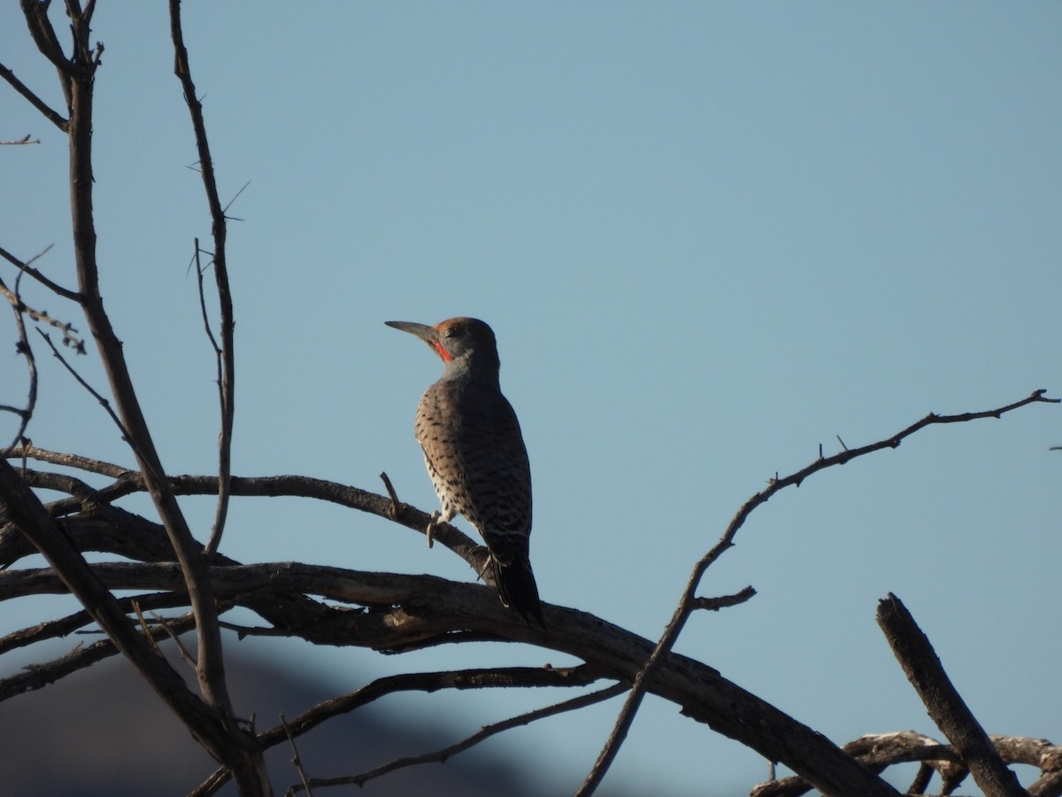 datel zlatokřídlý - ML644536447