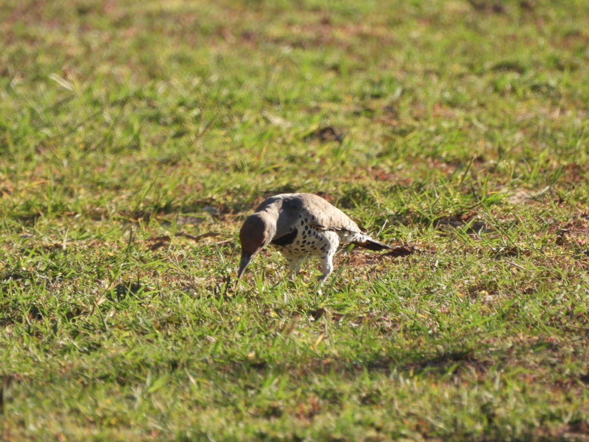 datel zlatokřídlý - ML644536448