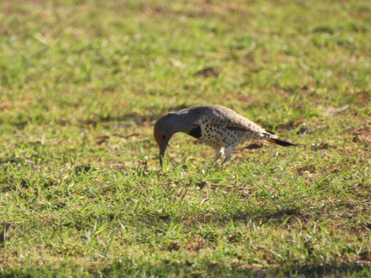 datel zlatokřídlý - ML644536449