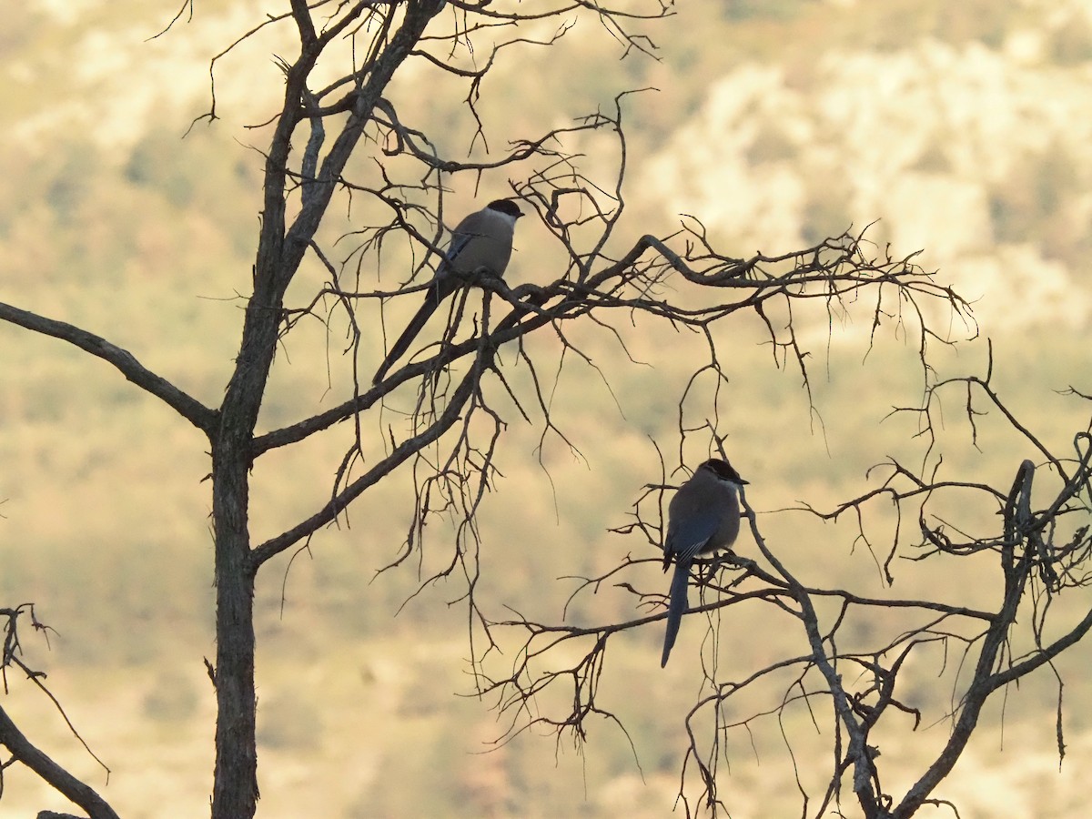 イベリアオナガ - ML644536452