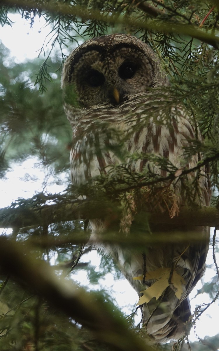 Barred Owl - ML644536454