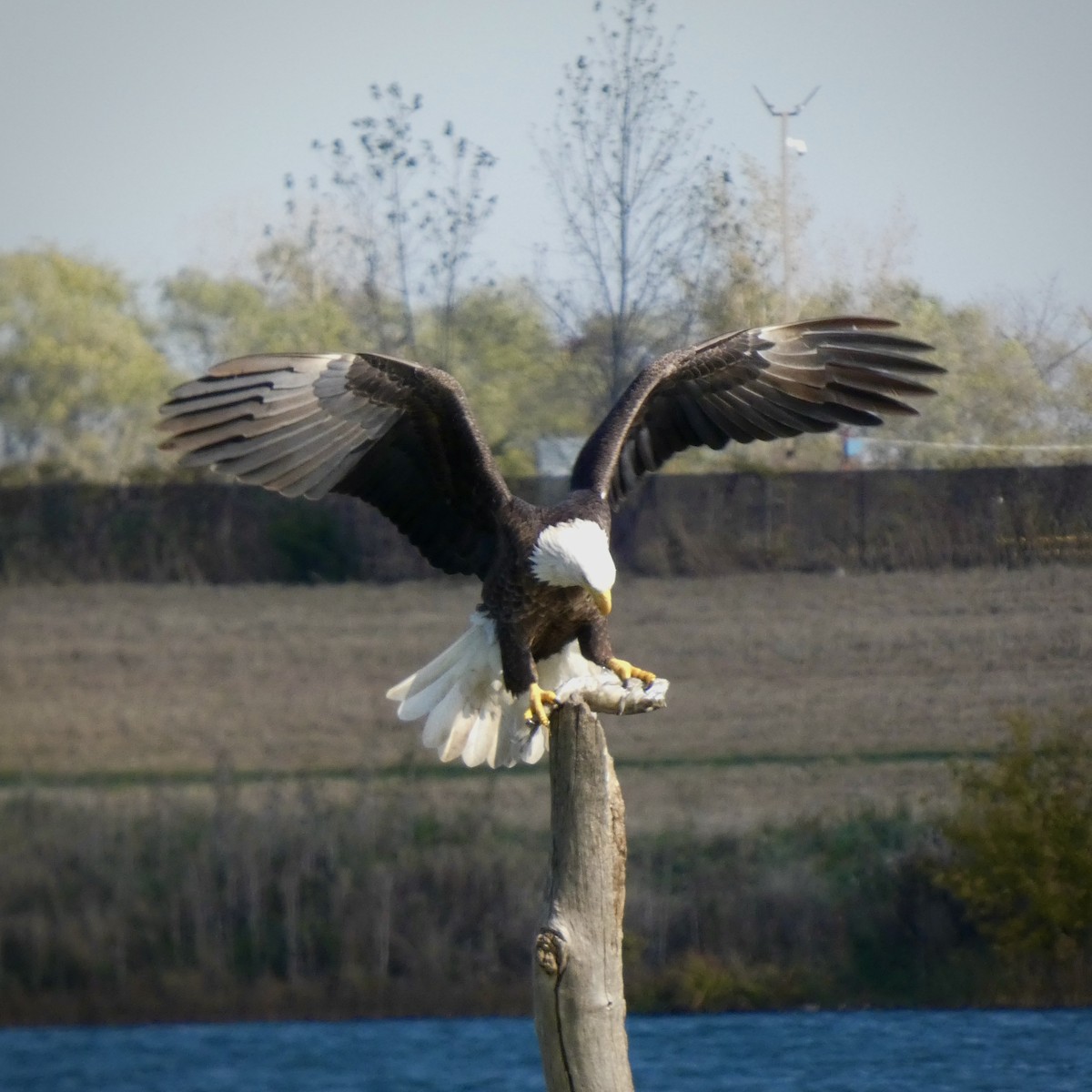 Белоголовый орлан - ML644536455