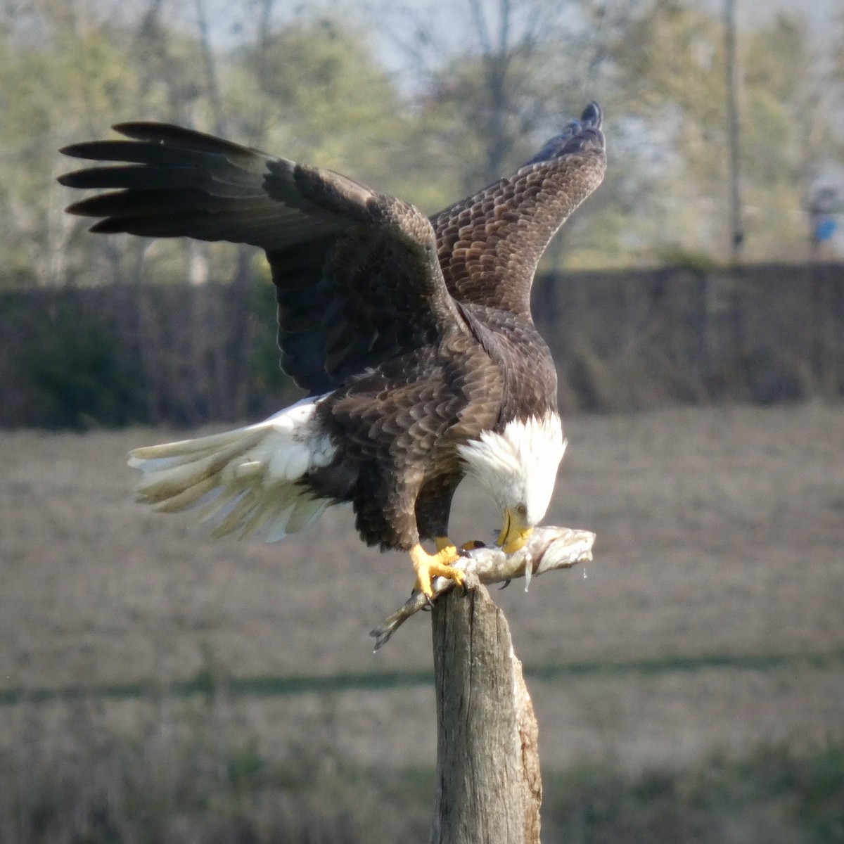 Белоголовый орлан - ML644536456