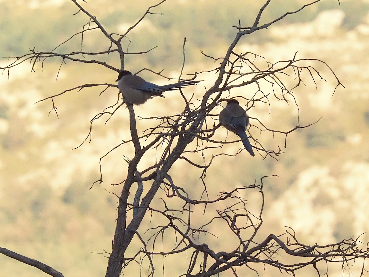 イベリアオナガ - ML644536460