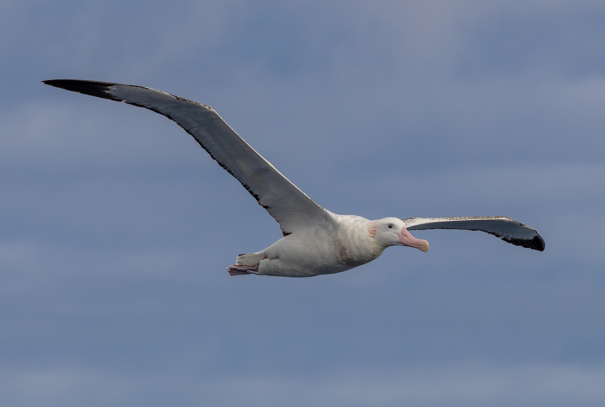 Antipodean Albatross (Gibson's) - ML644536462
