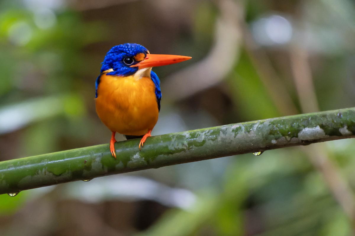 Manus Dwarf-Kingfisher - ML644536467