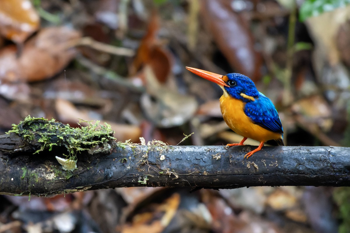 Manus Dwarf-Kingfisher - ML644536470