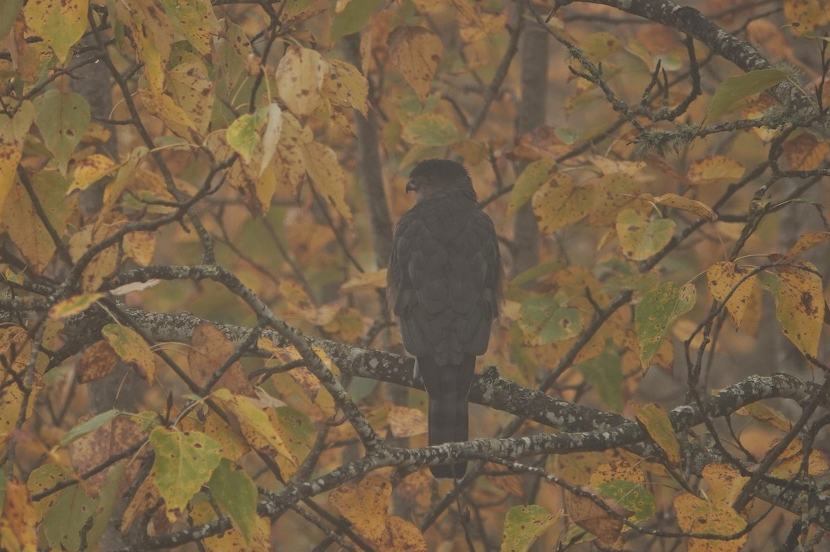 Gavilán Americano - ML644536472