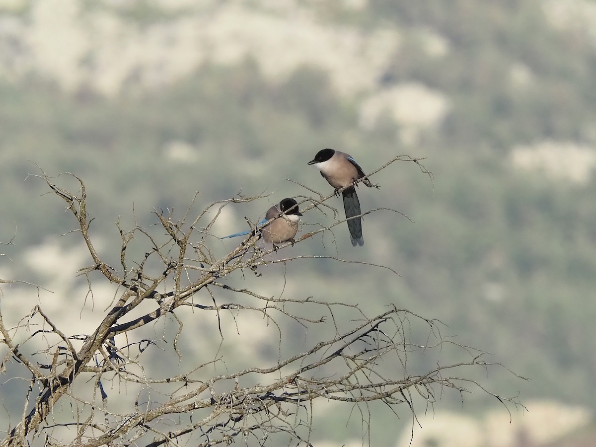 イベリアオナガ - ML644536474