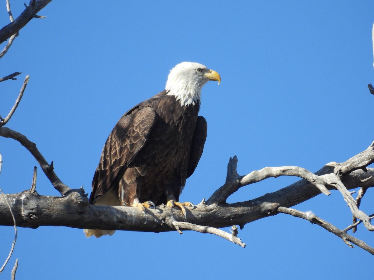 Белоголовый орлан - ML644536475
