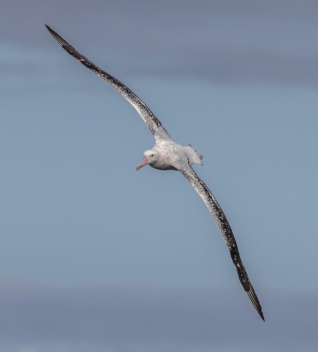 Antipodean Albatross (Gibson's) - ML644536476