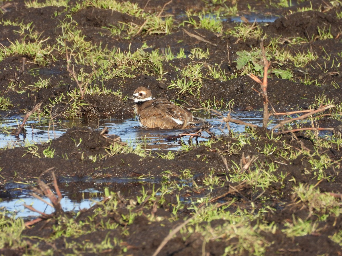 Killdeer - ML644536477