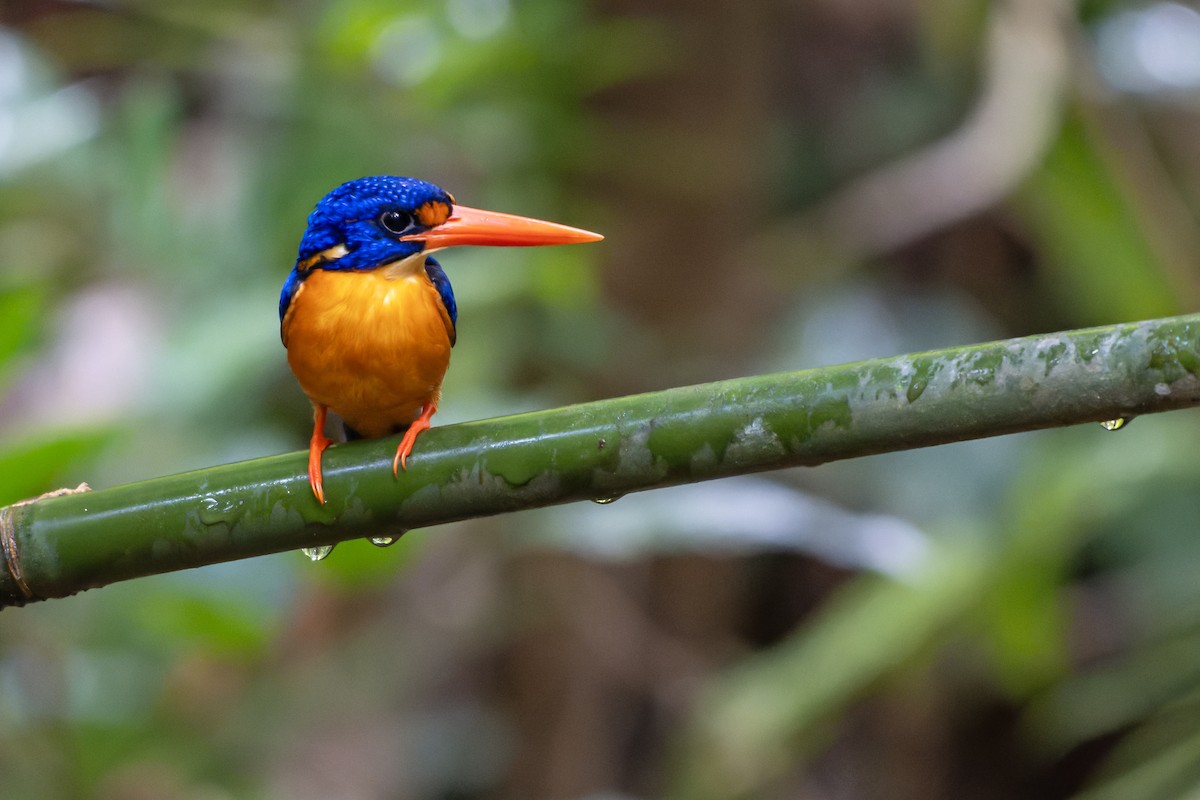 Manus Dwarf-Kingfisher - ML644536478