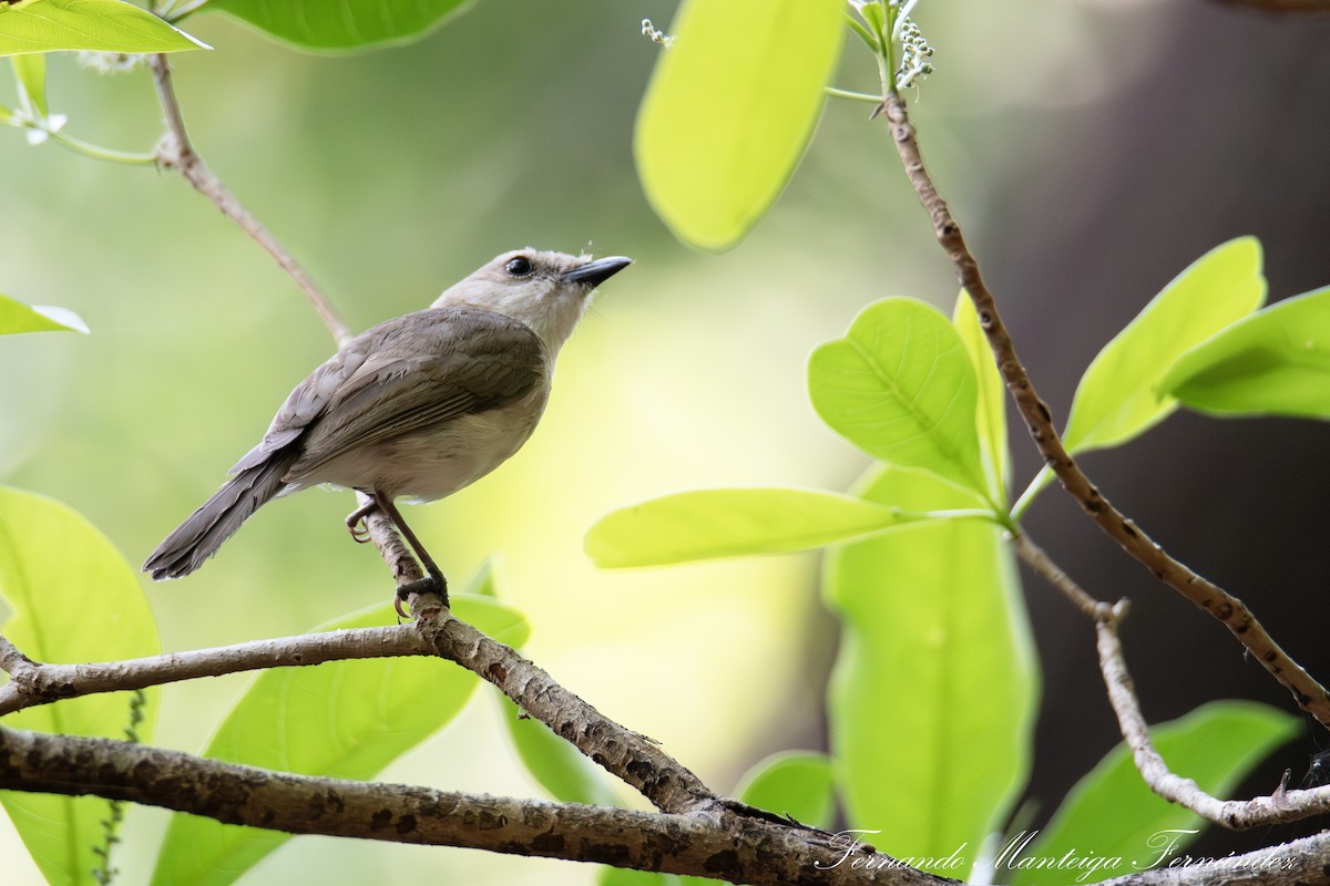 Gray Whistler - ML644536481