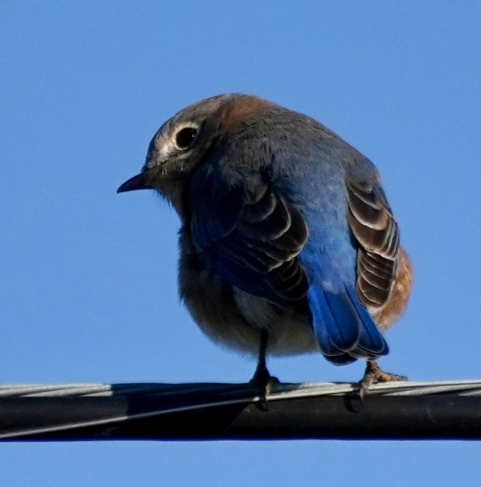 Eastern Bluebird - ML644536484