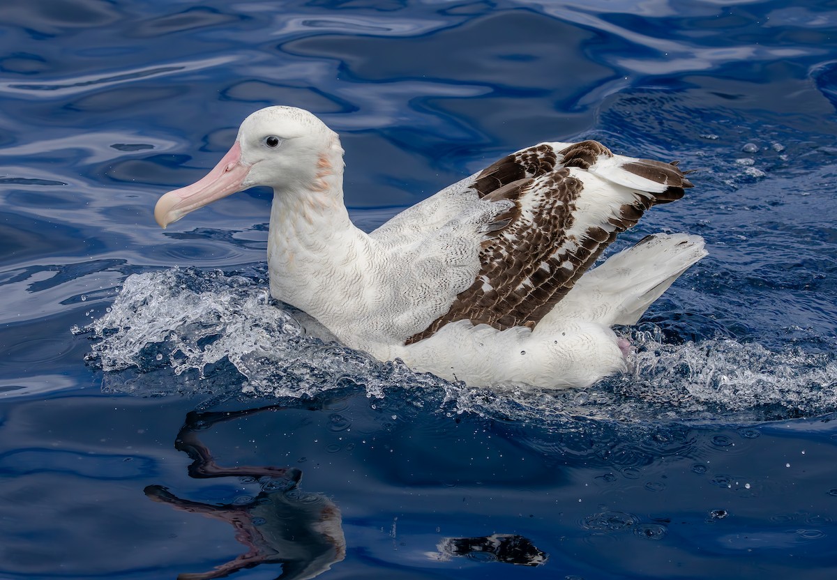 Antipodean Albatross (Gibson's) - ML644536491