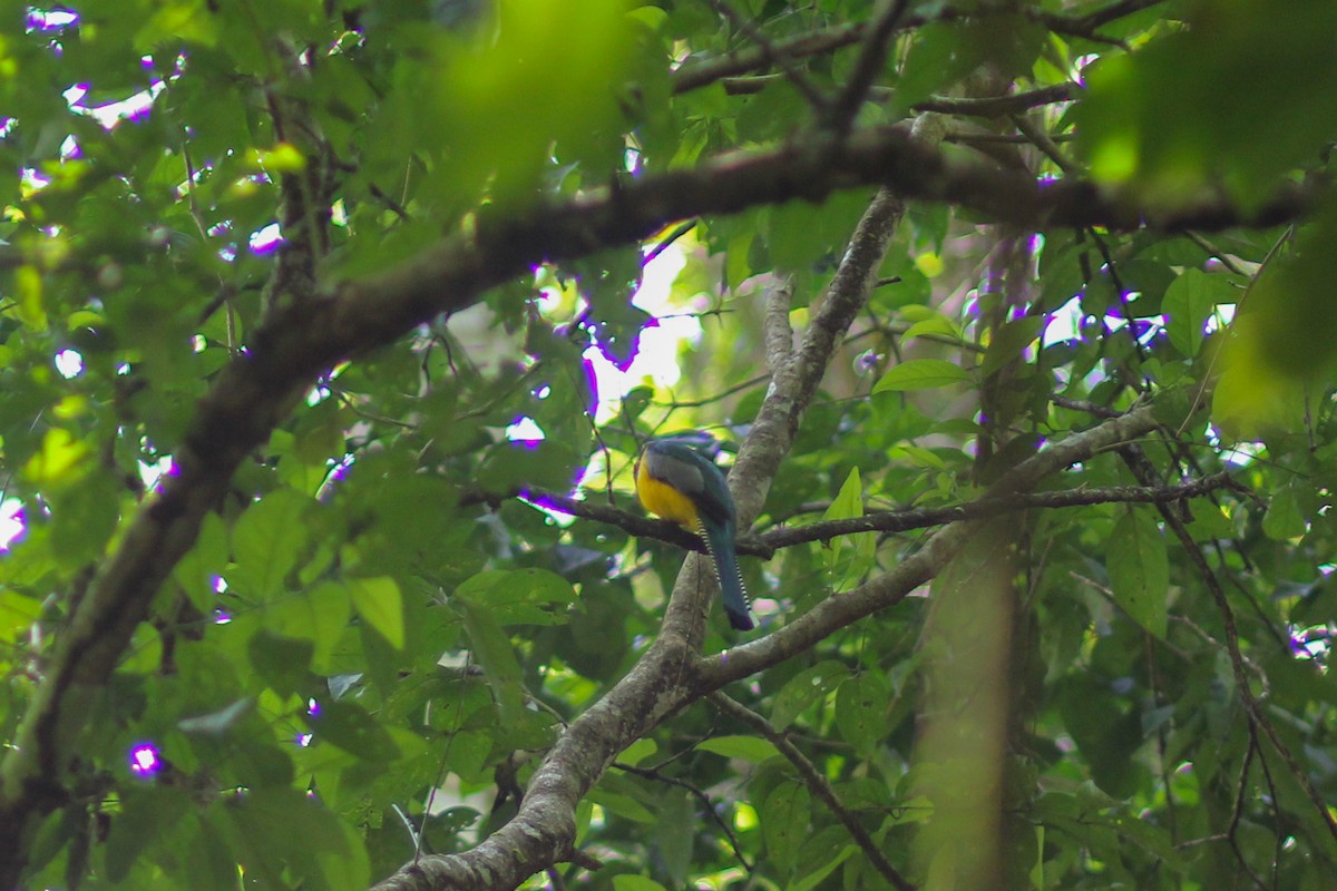 Graceful Black-throated Trogon - ML644536492