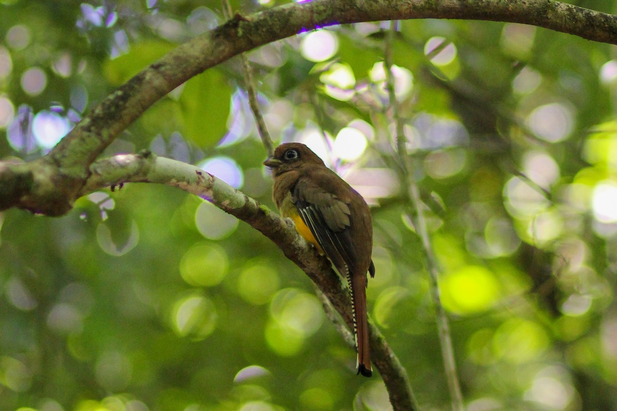 Graceful Black-throated Trogon - ML644536494