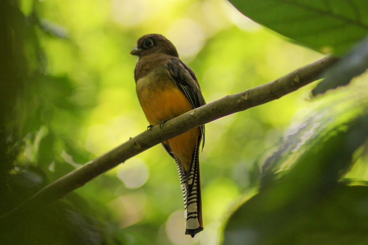 Graceful Black-throated Trogon - ML644536495