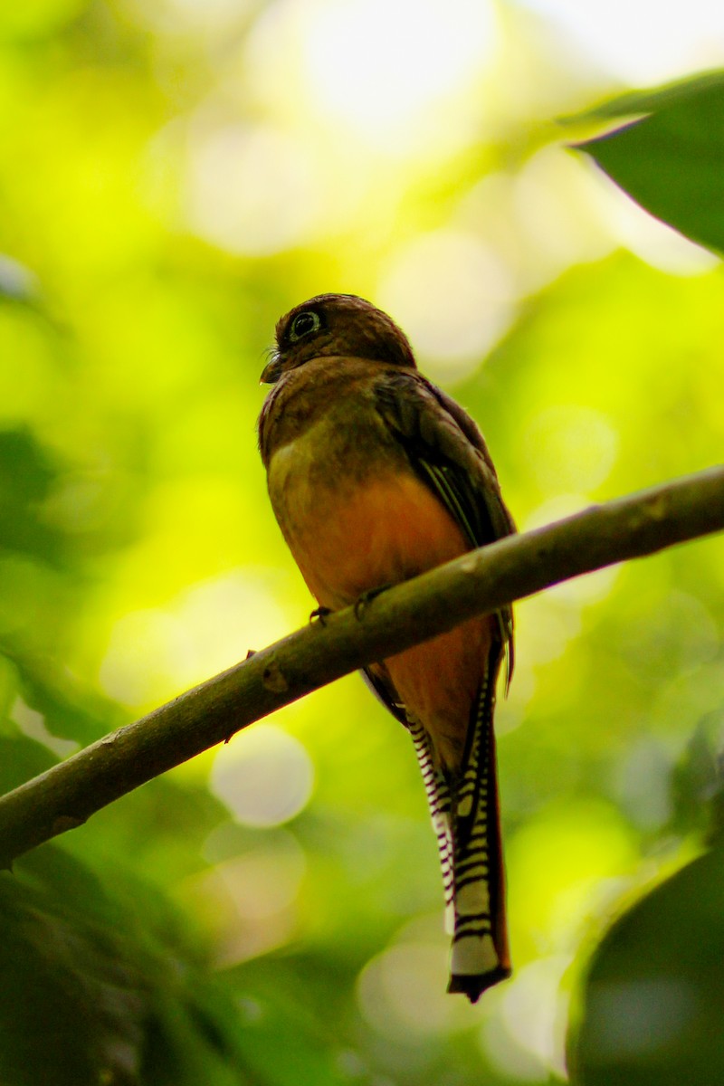 Graceful Black-throated Trogon - ML644536496