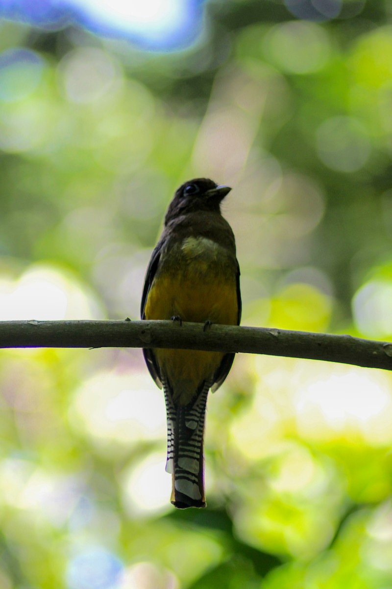 Graceful Black-throated Trogon - ML644536499