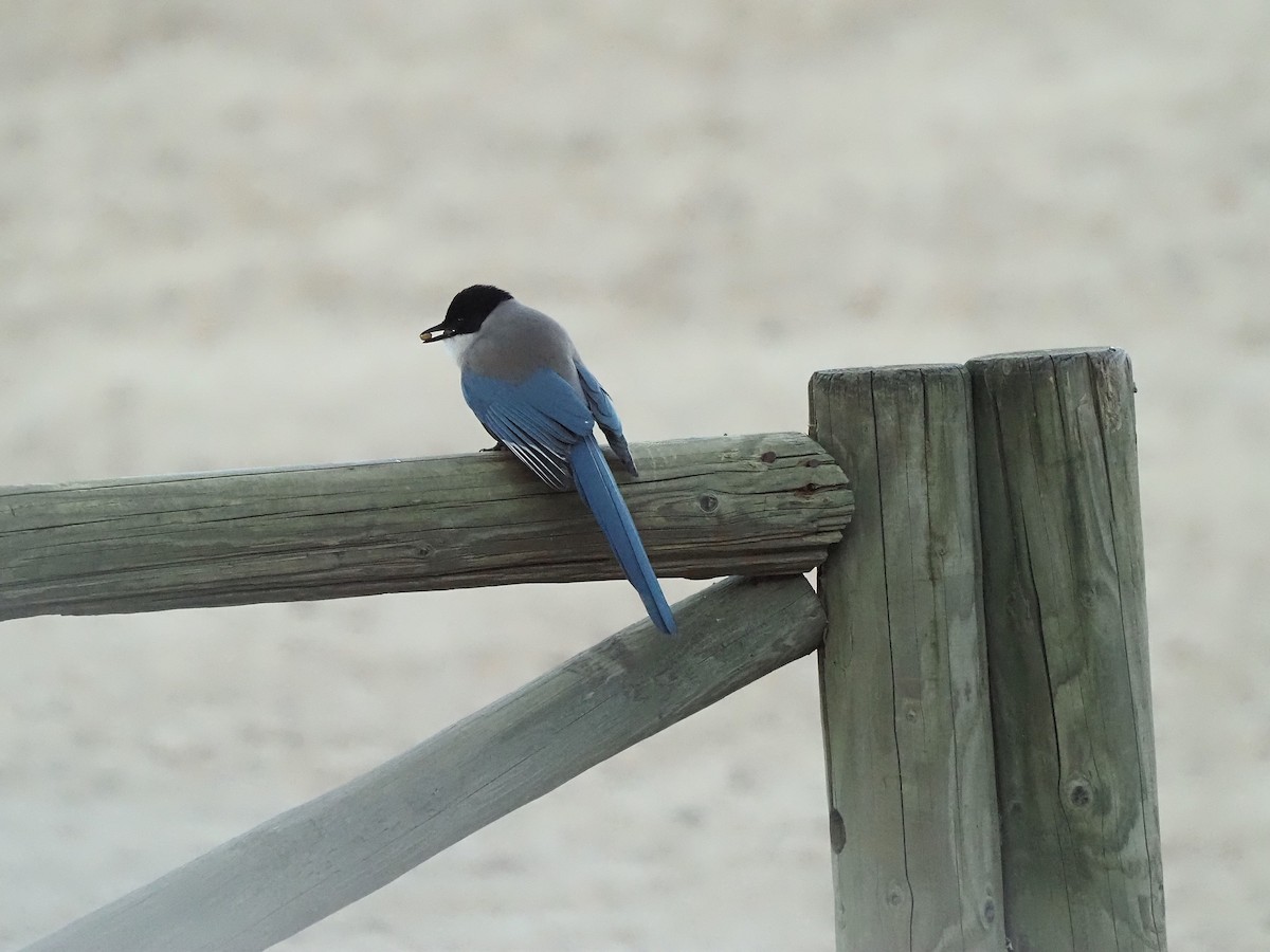 イベリアオナガ - ML644536505