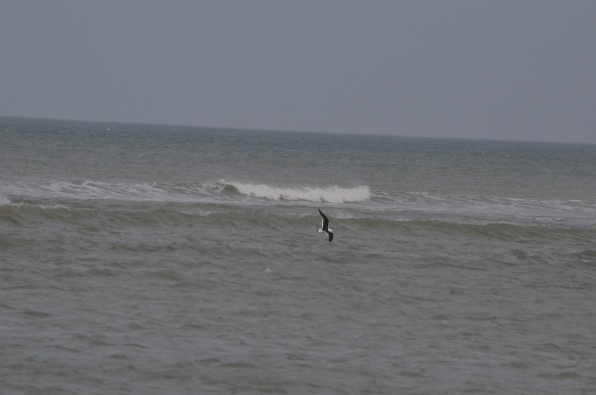 Gaviota Cangrejera - ML644536506