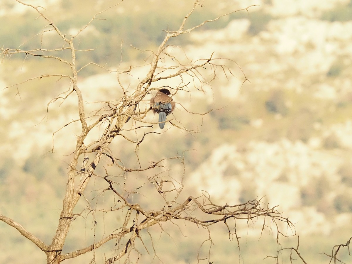 イベリアオナガ - ML644536511