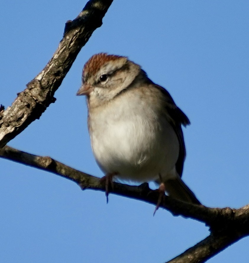 Chipping Sparrow - ML644536519