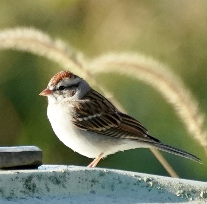 Chipping Sparrow - ML644536520