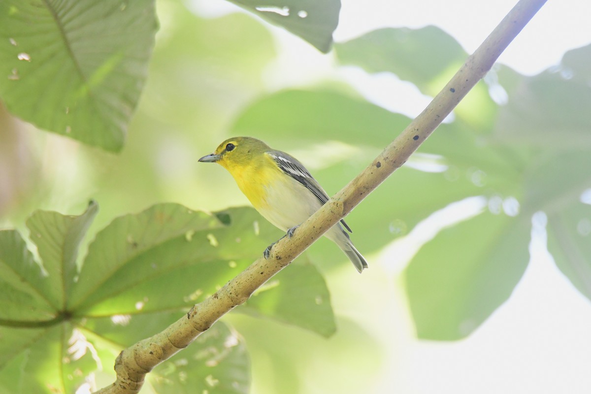 Bireo papo-horia - ML644536526