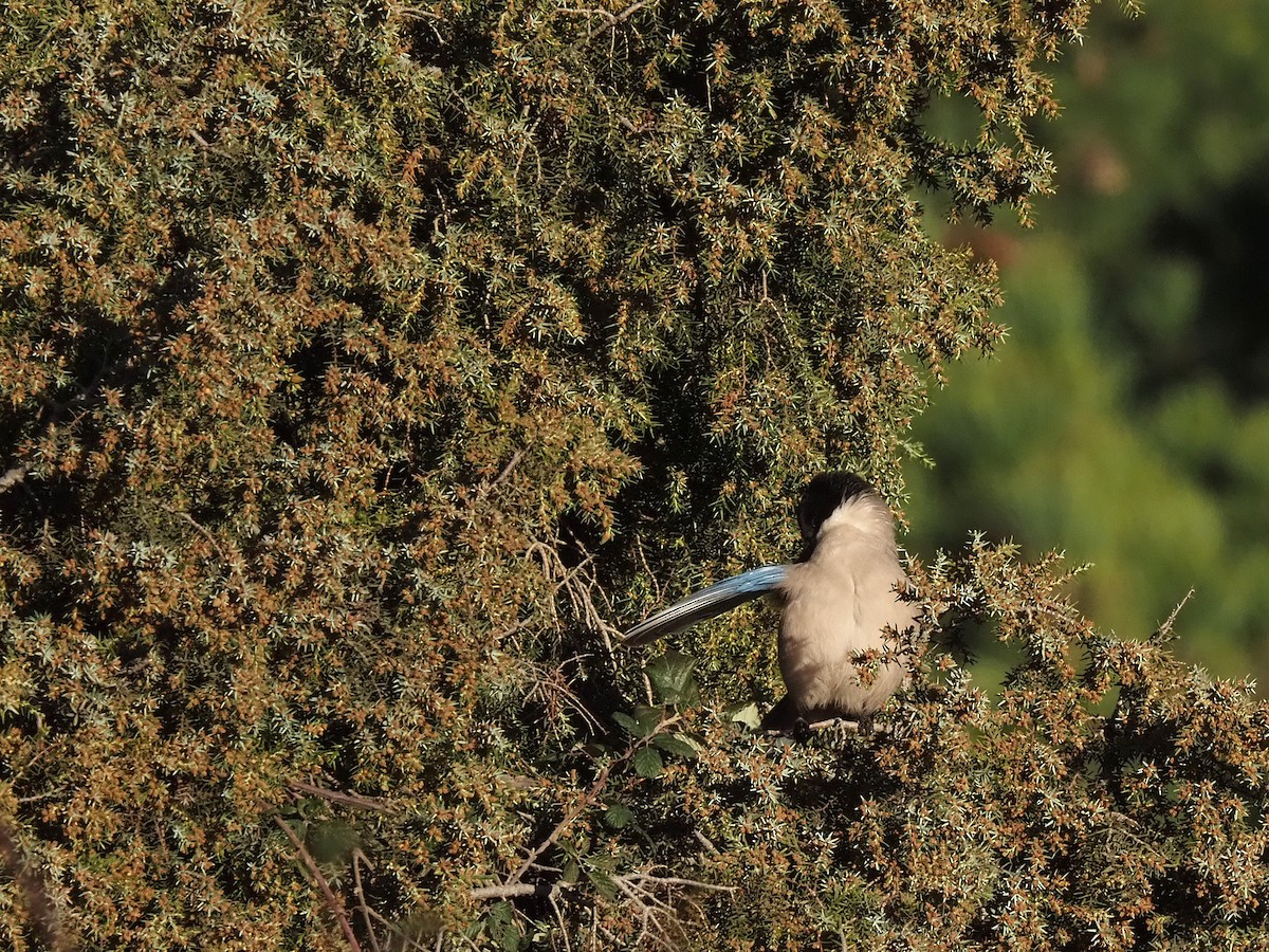 イベリアオナガ - ML644536530