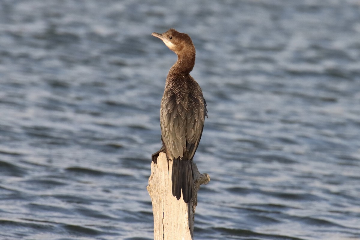 Ubarroi txikia - ML644536533