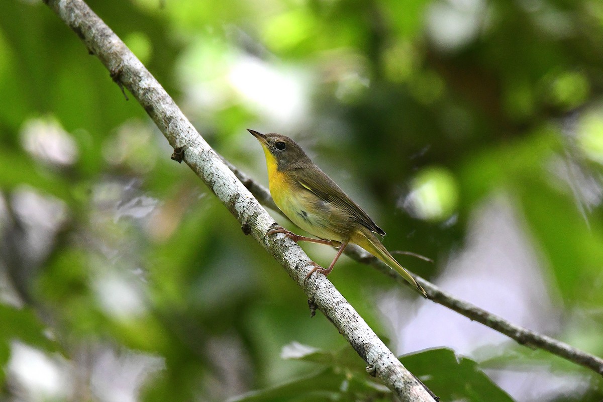 Common Yellowthroat - ML644536534