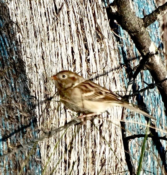 Field Sparrow - ML644536535