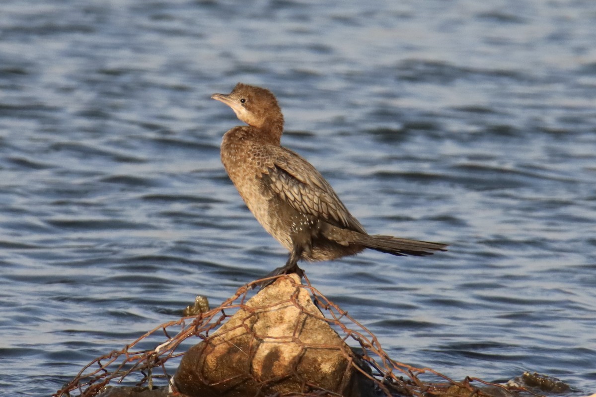 Ubarroi txikia - ML644536537