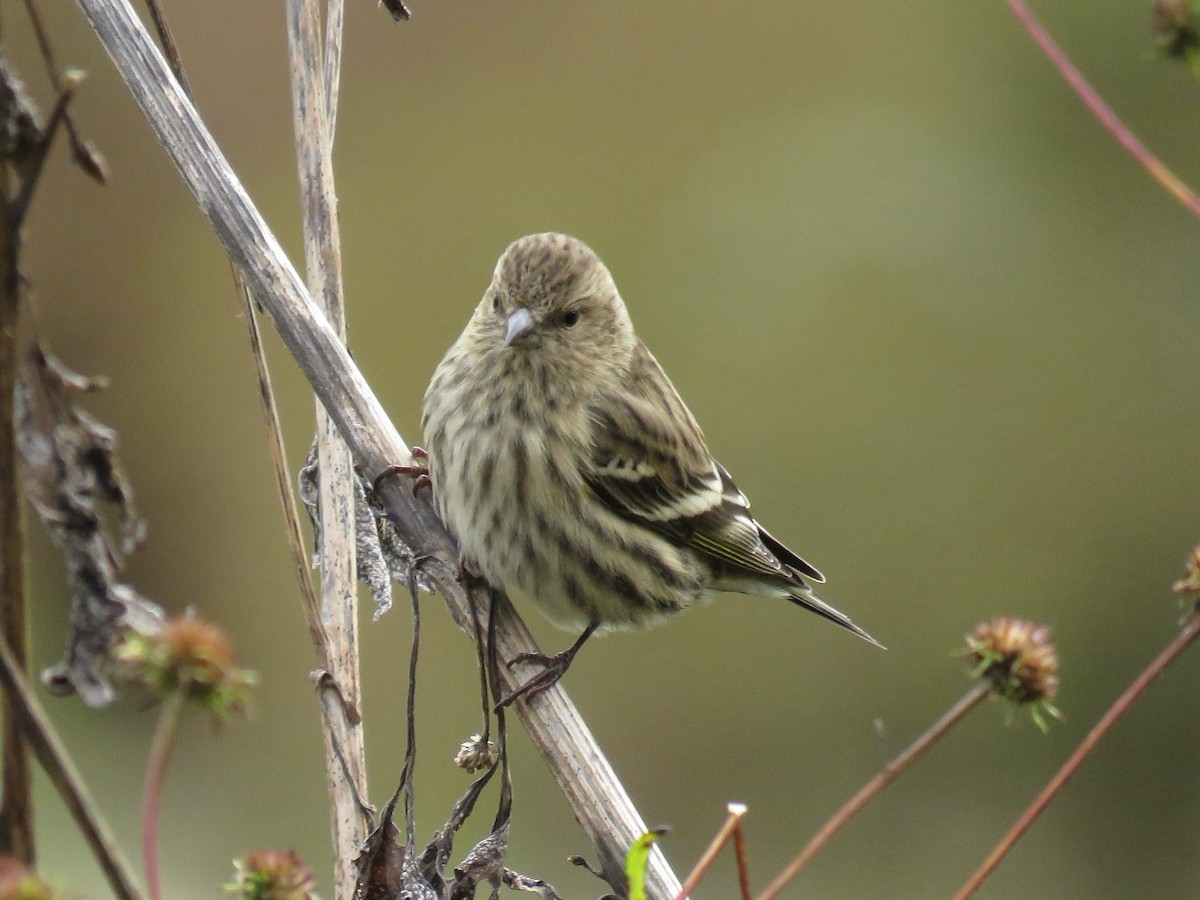 Чиж сосновий - ML644536538
