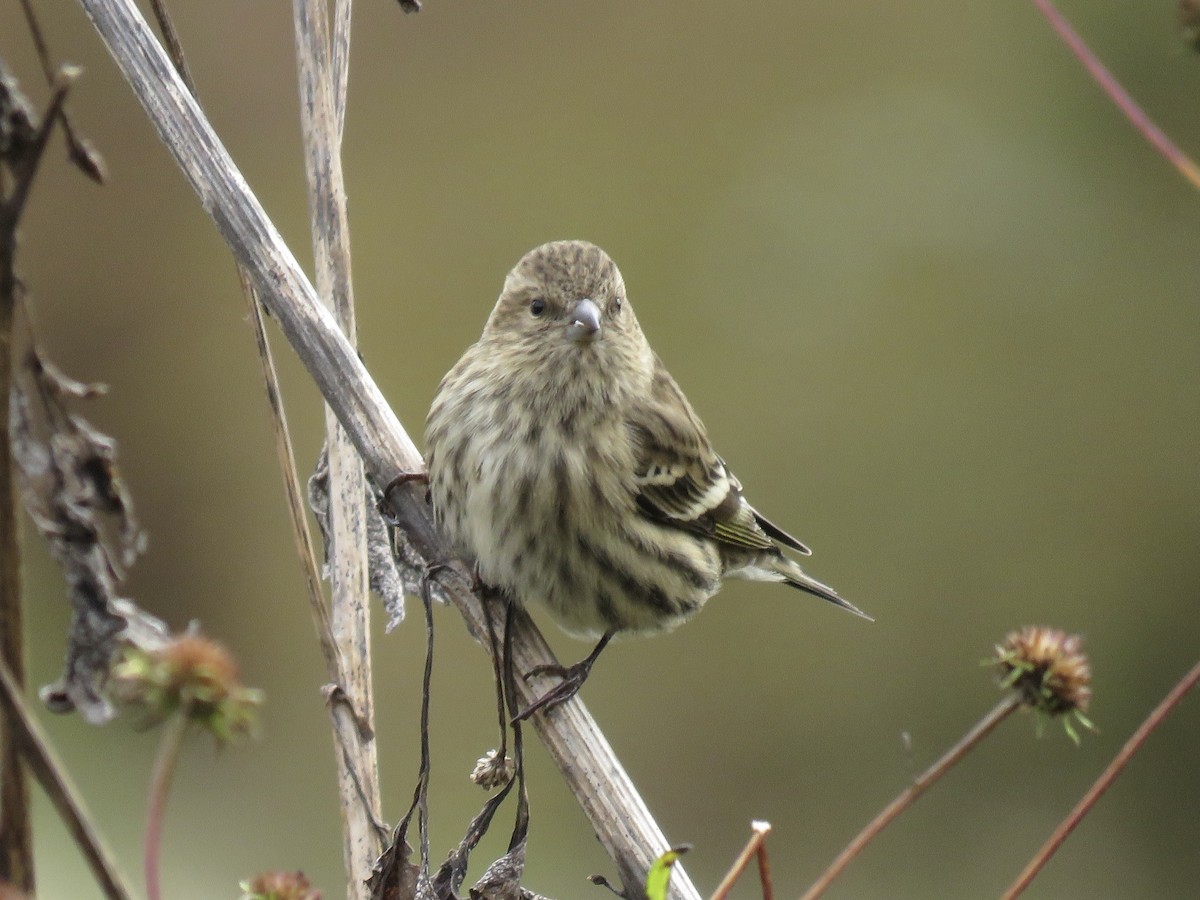 Чиж сосновий - ML644536539