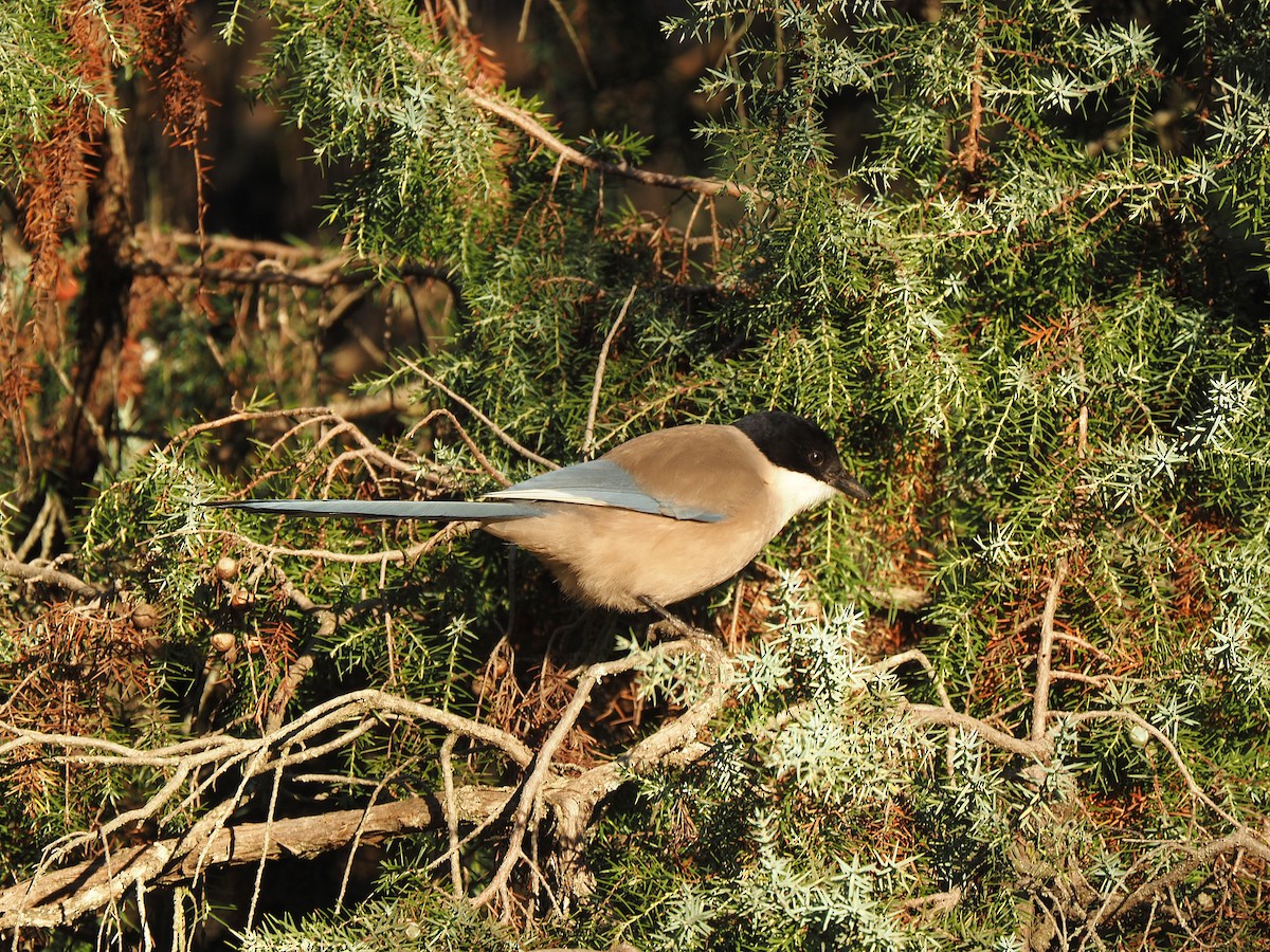 イベリアオナガ - ML644536555