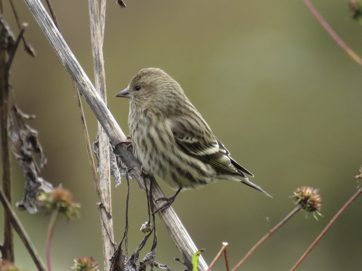 Чиж сосновий - ML644536556