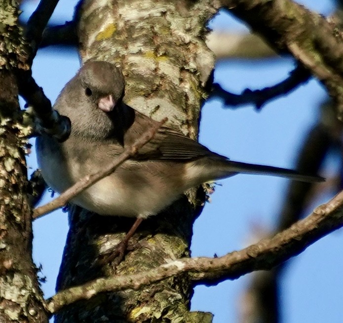 Dark-eyed Junco - ML644536557