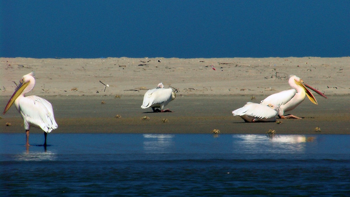 Great White Pelican - ML644536560