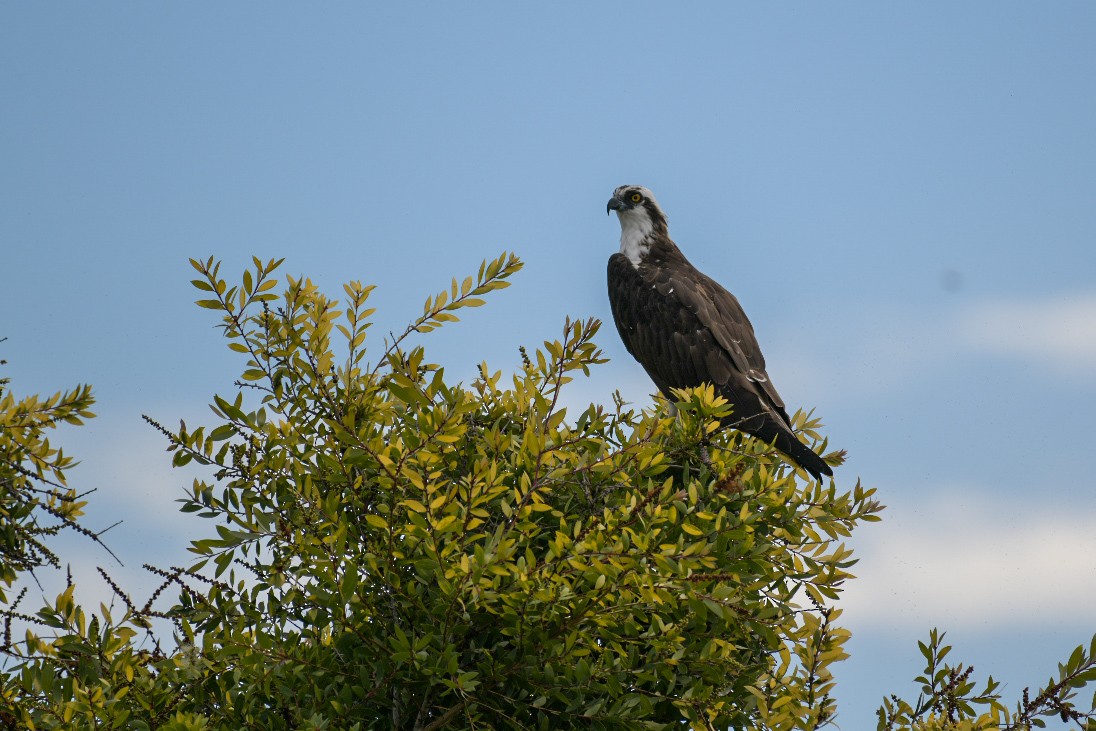 Fischadler - ML644536561