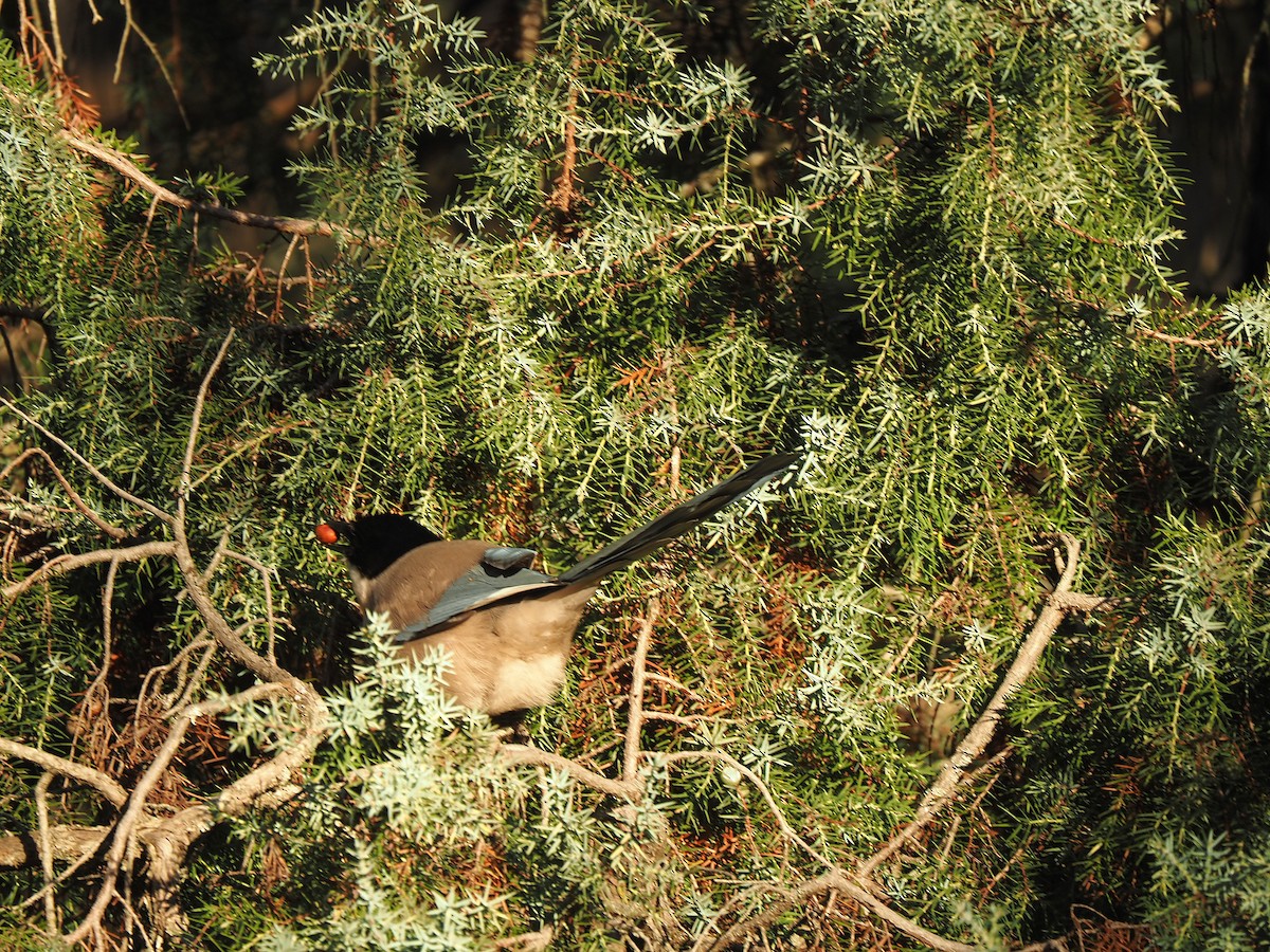 イベリアオナガ - ML644536569