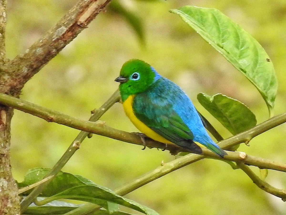 blånakkeklorofonia - ML644536570