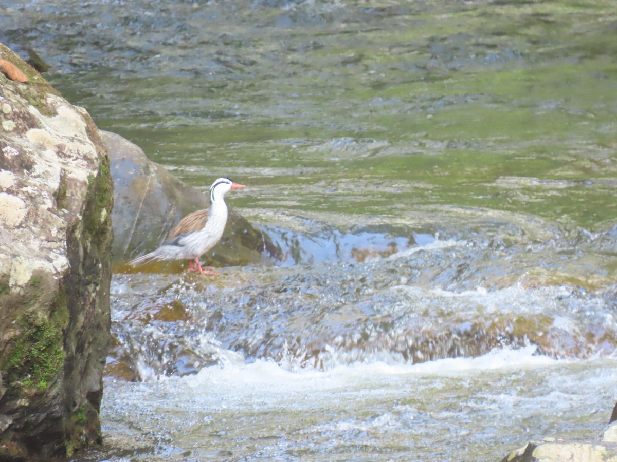 Torrent Duck - ML644536571