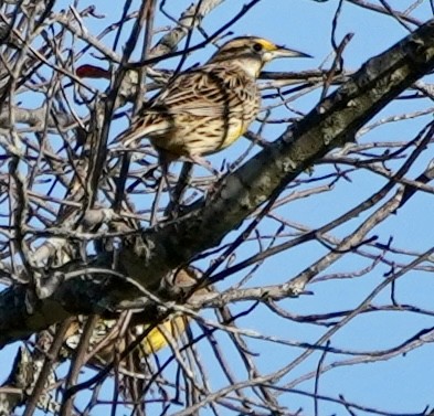 Eastern Meadowlark - ML644536572