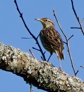 Eastern Meadowlark - ML644536573